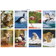 Maxi quaderno Blasetti Animali A4 18+1 ff carta 100 g/m² - conf. 10 pz - rigatura 4 mm con margine - 8206